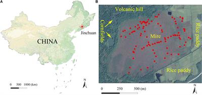 Environmental Together With Interspecific Interactions Determine Bryophyte Distribution in a Protected Mire of Northeast China